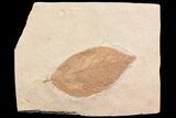 Fossil Persea (Laurel) Leaf - Montana #75813-1